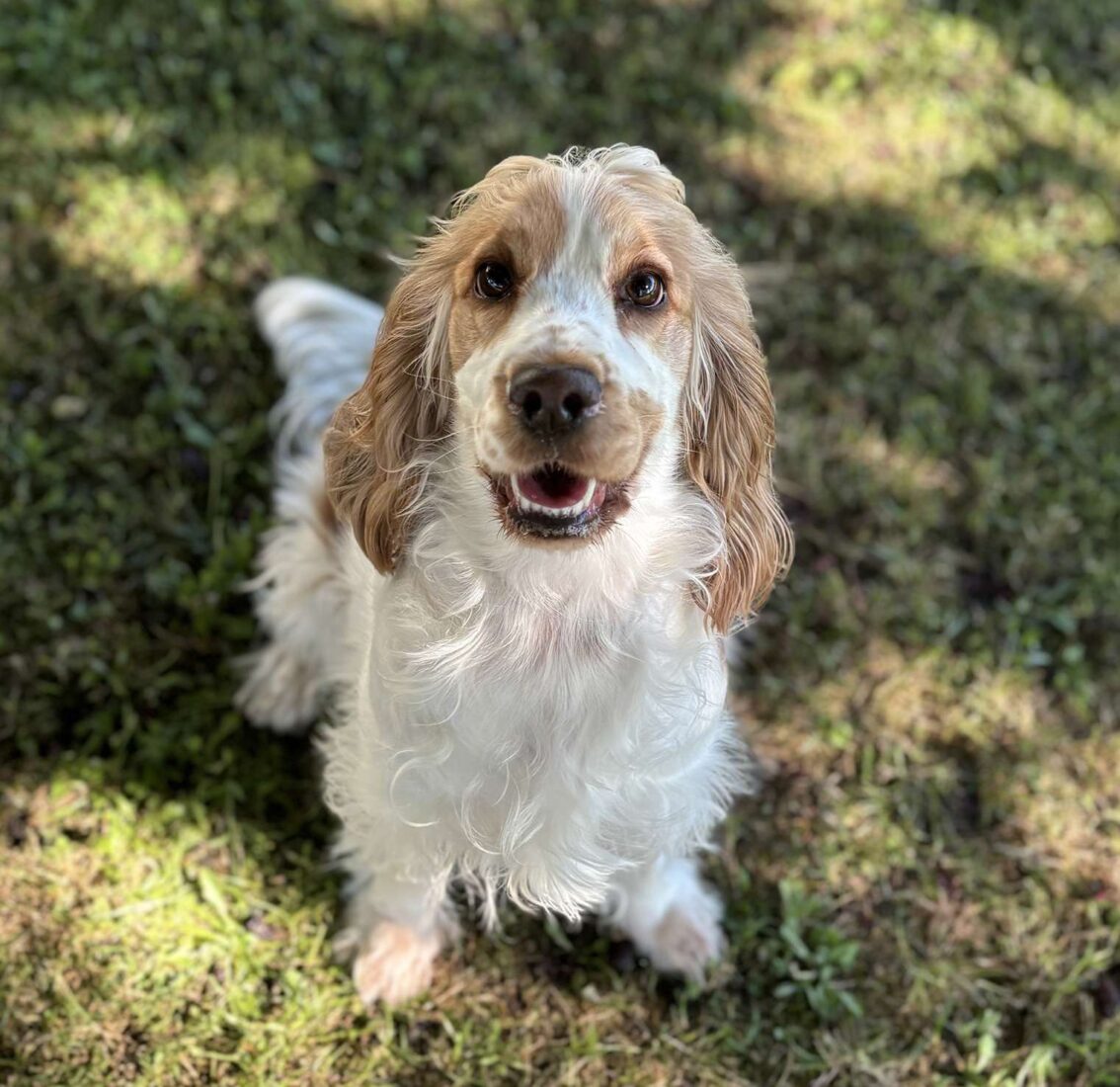 Pensione per cani in umbria