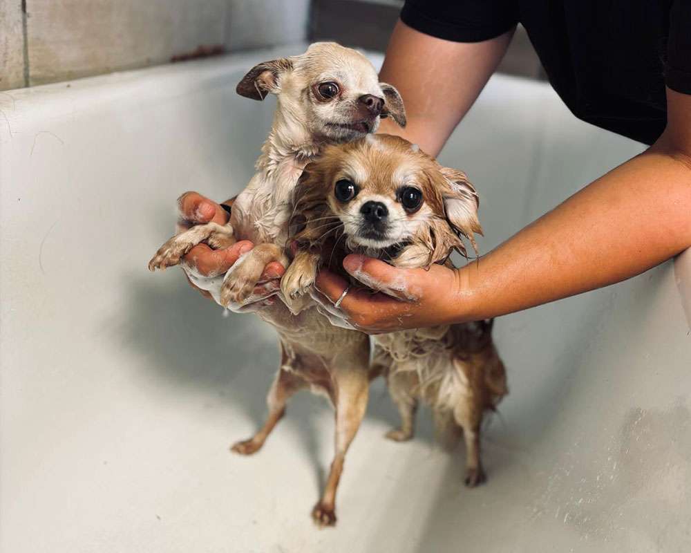 toelettatura_cani_07